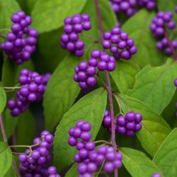 Pięknotka rozwidlona ISSAI - sadzonki w doniczkach