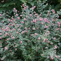 Śnieguliczka Doorenbosa MAGIC BERRY - sadzonki w doniczkach