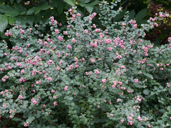 snieguliczka-doorenbosa-magic-berry-sadzonki-3 Śnieguliczka Doorenbosa MAGIC BERRY - sadzonki w doniczkach