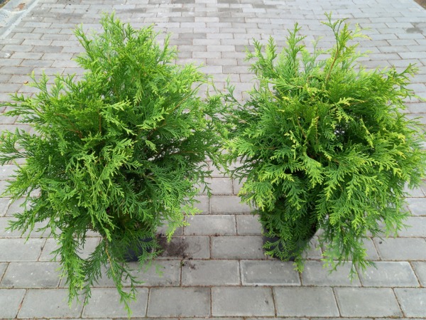 Żywotnik zachodni tuja GOLDEN GLOBE - sadzonki C3