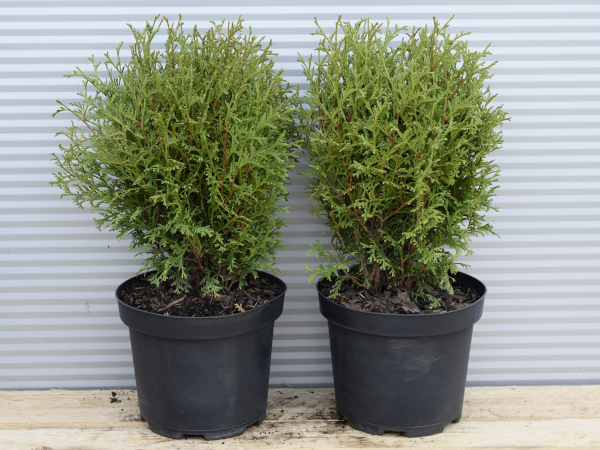 Żywotnik zachodni HOSERI - sadzonki w doniczkach C3