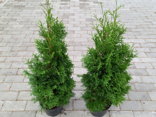 Żywotnik zachodni tuja HOLMSTRUP - sadzonki C3