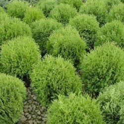 Żywotnik zachodni (thuja) HOSERI - sadzonki w doniczkach