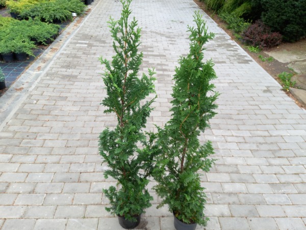Żywotnik zachodni tuja SPIRALIS - sadzonki C3