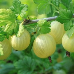 Agrest MACURINES - sadzonki w doniczkach