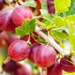 Agrest NIESŁUCHOWSKI - sadzonki w doniczkach