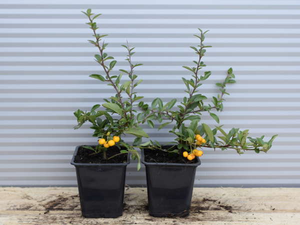 ognik-szkarlatny-soleil-dor-p9 Ognik szkarłatny SOLEIL D'OR - sadzonki w doniczkach P9