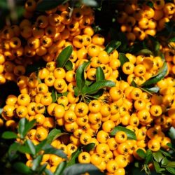 Ognik szkarłatny SOLEIL D'OR - sadzonki w doniczkach