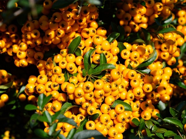 ognik-szkarlatny-soleil-dor-sadzonki-2-cc Ognik szkarłatny SOLEIL D'OR - sadzonki w doniczkach