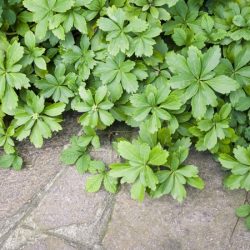 Runianka japońska GREEN CARPET - sadzonki w doniczkach