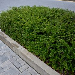 Suchodrzew chiński MOSS GREEN - sadzonki w doniczkach