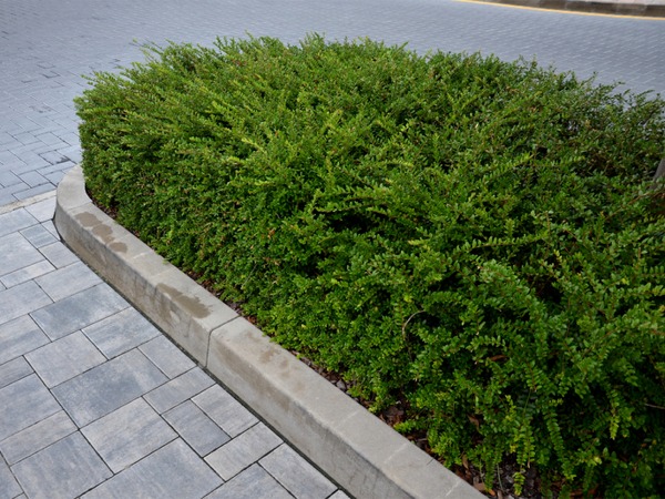 suchodrzew-chinski-moss-green-sadzonki-3-cc Suchodrzew chiński MOSS GREEN - sadzonki w doniczkach