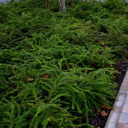 Suchodrzew chiński - sadzonki w doniczkach