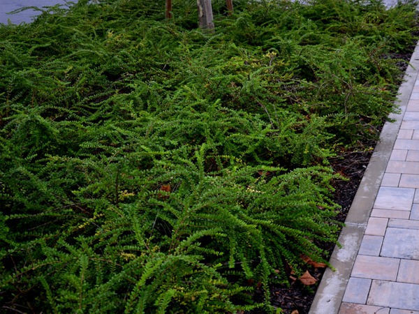 suchodrzew-chinski-sadzonki-5-cc Suchodrzew chiński - sadzonki w doniczkach