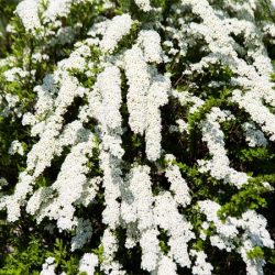 Tawuła wczesna - sadzonki w doniczkach