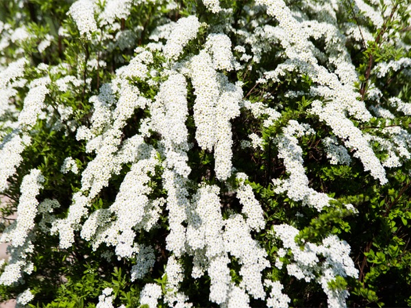 tawula-wczesna-sadzonki-5-cc Tawuła wczesna - sadzonki w doniczkach