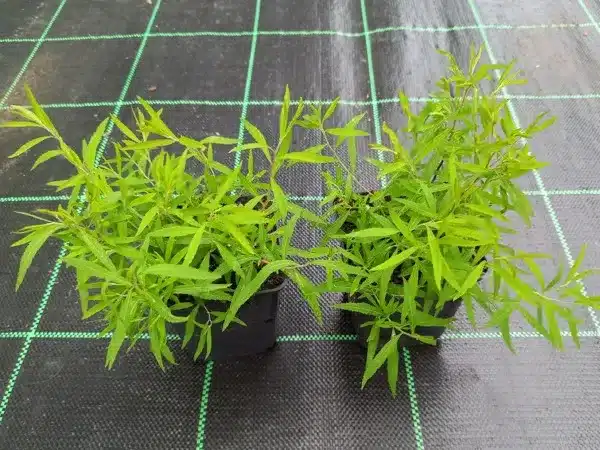 tawula-wczesna-sadzonki-w-doniczkach-p9 Tawuła wczesna - sadzonki w doniczkach P9