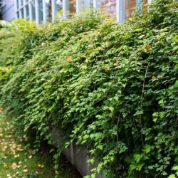 Tawulec pogięty CRISPA - sadzonki w doniczkach