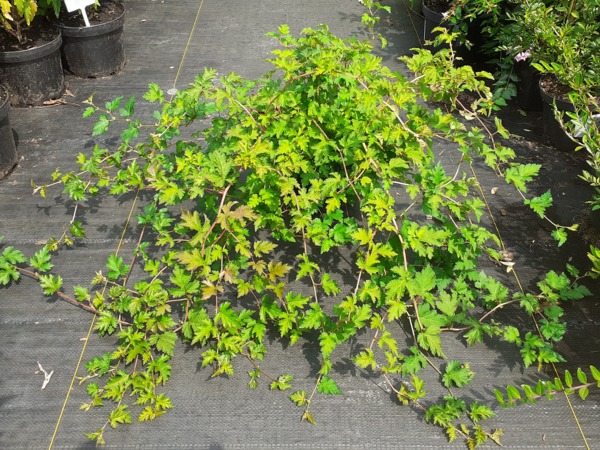 Tawulec pogięty CRISPA - sadzonki w doniczkach C2