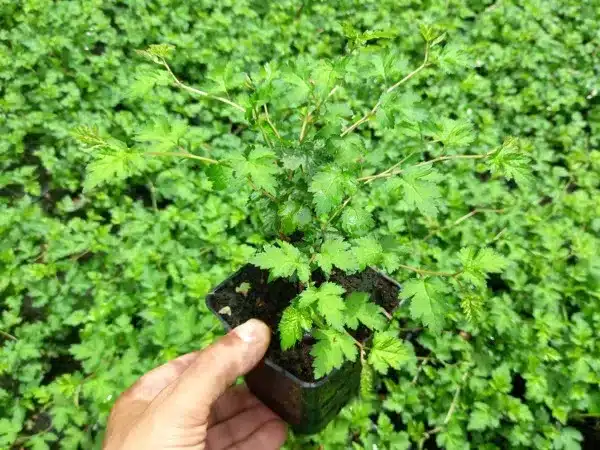 Tawulec pogięty CRISPA - sadzonki w doniczkach P9