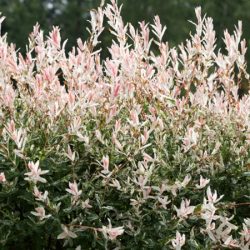 Wierzba japońska HAKURO NISHIKI - sadzonki w doniczkach