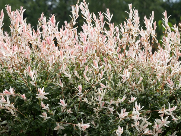 wierzba-japonska-hakuro-nishiki-sadzonki-2-cc Wierzba japońska HAKURO NISHIKI - sadzonki w doniczkach