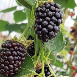 Jeżyna bezkolcowa GLORIA - sadzonki w doniczkach