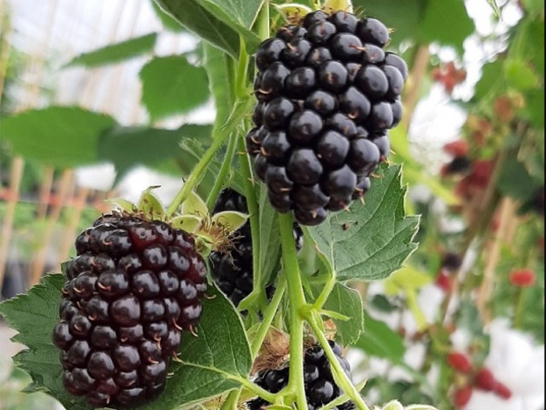 jezyna-bezkolcowa-gloria-sadzonki-1 Jeżyna bezkolcowa GLORIA - sadzonki w doniczkach