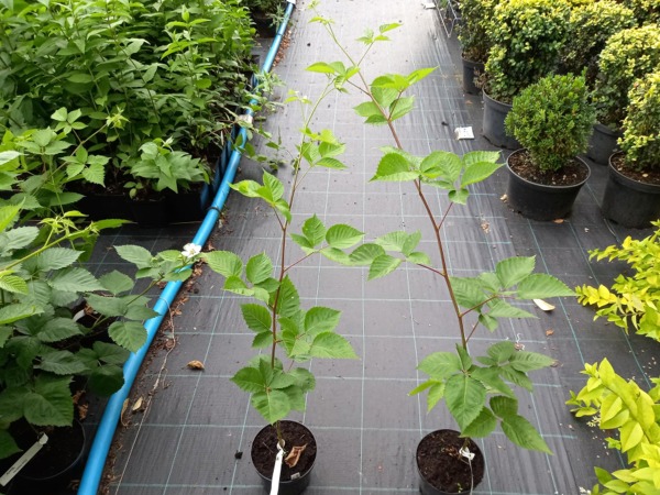 Jeżyna bezkolcowa - sadzonki w doniczkach C2