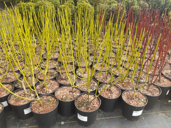 Dereń rozłogowy FLAVIRAMEA - sadzonki w doniczkach C3