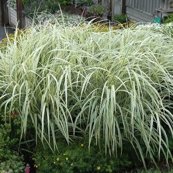 Miskant chiński VARIEGATUS - sadzonki w doniczkach