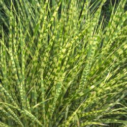 Miskant chiński ZEBRINUS - sadzonki w doniczkach