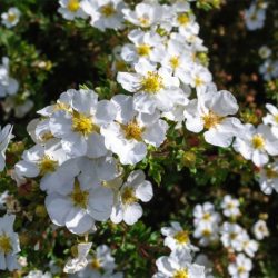 Pięciornik krzewiasty MCKAY'S WHITE - sadzonki w doniczkach