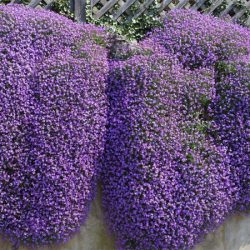 Żagwin ogrodowy AUDREY MID BLUE - sadzonki w doniczkach