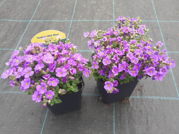 Żagwin ogrodowy AUDREY MID BLUE - sadzonki w doniczkach P9