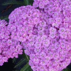 Krwawnik pospolity APPLEBLOSSOM - sadzonki w doniczkach