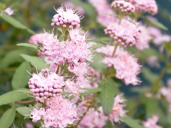 barbula-klandonska-stephi-sadzonki-3 Barbula klandońska STEPHI ® - obrazek 1