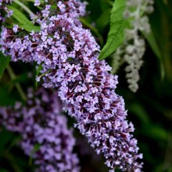 Budleja Dawida WISTERIA LANE - sadzonki w doniczkach