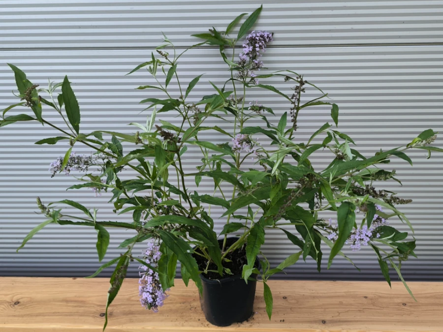 Budleja Davida WISTERIA LANE - sadzonki w doniczkach C2