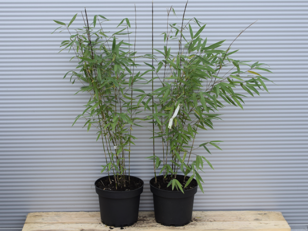 fargezja-polnocnosyczuanska-j4-c3 Fargezja północnosyczuańska J4 - sadzonki w doniczkach C3