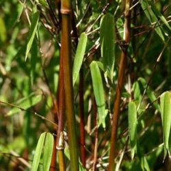 Fargezja półnosnosyczuańska (Fargesia) 'Jiuzhaigou' 4 - sadzonki