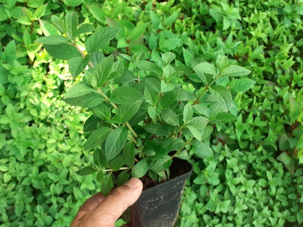 Hortensja bukietowa BOBO - sadzonki w doniczkach P9