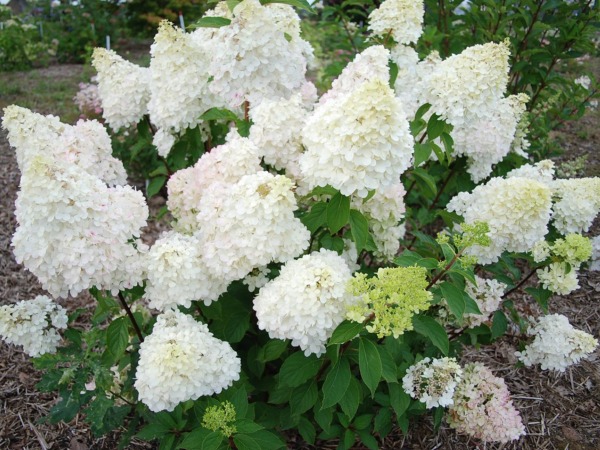 Hortensja bukietowa DIAMANTINO - sadzonki