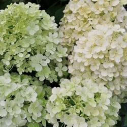 Hortensja bukietowa LITTLE ALF - sadzonki w doniczkach