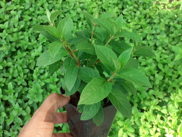 Hortensja bukietowa LITTLE ALF - sadzonki w doniczkach P9