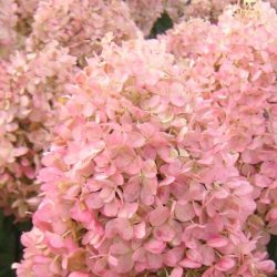 Hortensja bukietowa MAGICAL CANDLE 'Bokraflame' - sadzonki w doniczkach