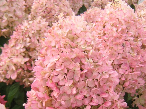 Hortensja bukietowa MAGICAL CANDLE 'Bokraflame' - sadzonki w doniczkach