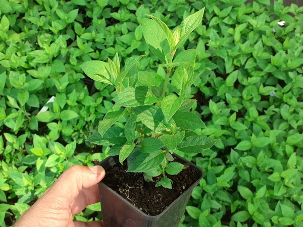 Hortensja bukietowa MAGICAL CANDLE 'Bokraflame' - sadzonki w doniczkach P9