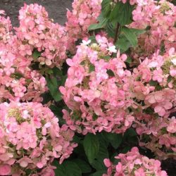 Hortensja bukietowa MAGICAL FIRE 'Bokraplume' - sadzonki w doniczkach