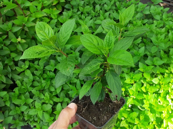 Hortensja bukietowa MAGICAL FIRE 'Bokraplume' - sadzonki w doniczkach P9